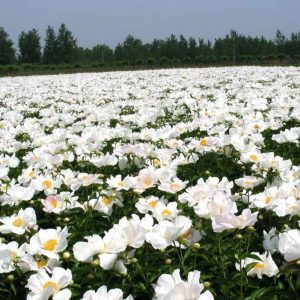 Paeonia  White Angel