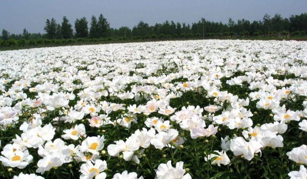 Paeonia  White Angel